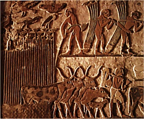 Papyrusernte - Relief, Grab von Nefer und Kahai, 5. Dynastie, Saqqara